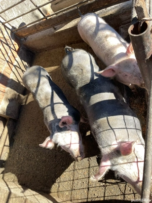 Vand porci 70-100 kg