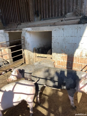 Vand porci 70-100 kg - imagine 2