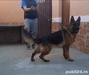 Puișorii ciobanesc german