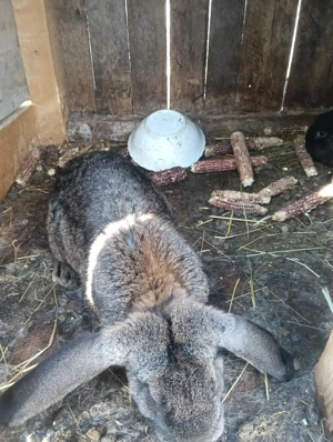 De vânzare iepuri rasa berbec  - imagine 4