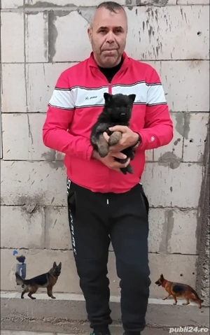 Puișorii ciobanesc german - imagine 2