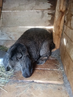 De vânzare iepuri rasa berbec  - imagine 3