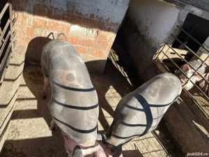 Vand 2 purcele aprox 150 kg - imagine 2