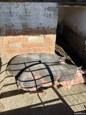 Vand 2 purcele aprox 150 kg