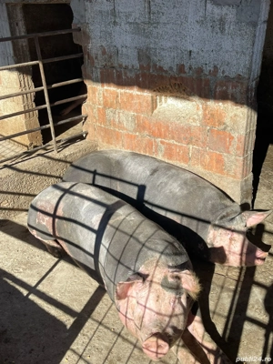 Vand 2 purcele aprox 150 kg - imagine 4