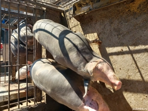 Vand 2 purcele aprox 150 kg - imagine 3