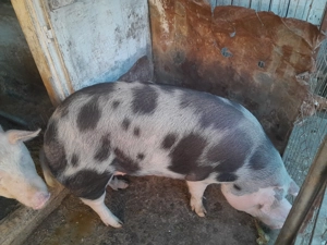 De vanzare porci  - imagine 2