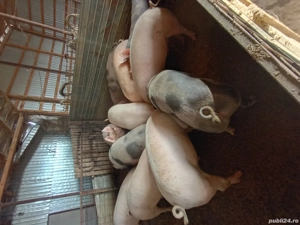 porci de vânzare 15 lei kg 