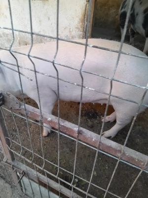 De vanzare porci 