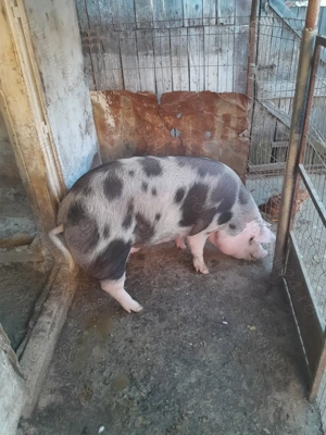De vanzare porci  - imagine 3