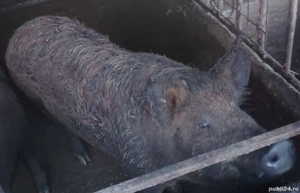Porc mangalita de vânzare 