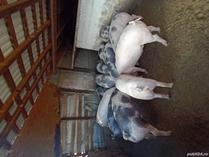 porci de vânzare 15 lei kg  - imagine 4