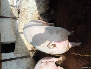 porci de vânzare 15 lei kg  - imagine 5