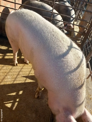 Vand scroafa - imagine 2