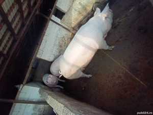 porci de vânzare 15 lei kg  - imagine 2