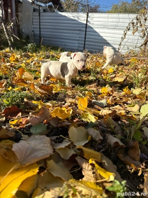 vand 3 femele amstaff