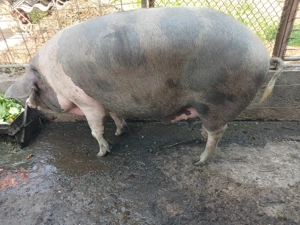 Vând porc gras 160-170kg  - imagine 5