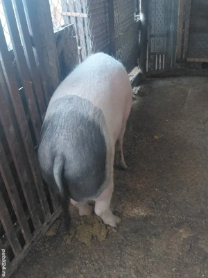 animale de casă - imagine 2