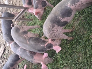 Șoldani pietrean pur de vanzare - imagine 2