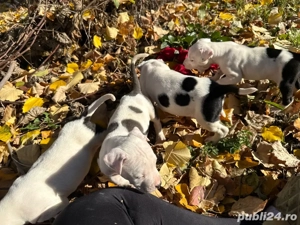 vand  3 femele amstaff  - imagine 2