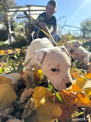 vand  3 femele amstaff  - imagine 4