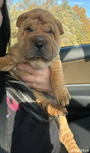 Shar Pei dragalasi
