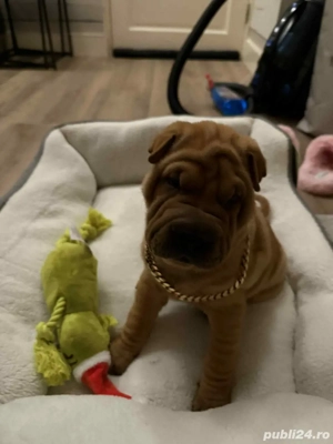 Pui Shar Pei !