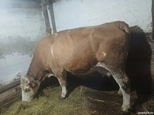 vand vaci bune de lapte  - imagine 2