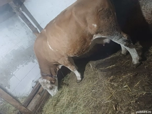 vand vaci bune de lapte 