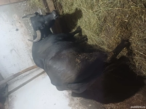 vand vaci bune de lapte  - imagine 3