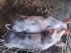 Șoldani pietrean pur de vanzare - imagine 4