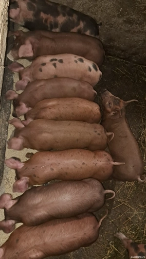 vand purcei Rasa pietrain&duroc