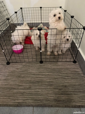 De vinzare bisoni maltezi  - imagine 4