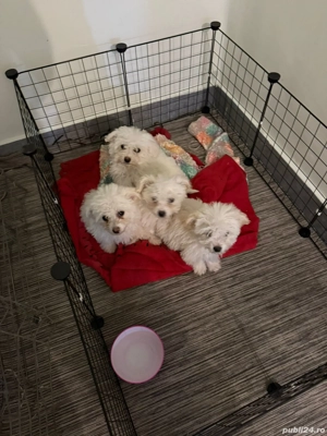 De vinzare bisoni maltezi  - imagine 3