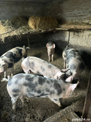porci de vanzare