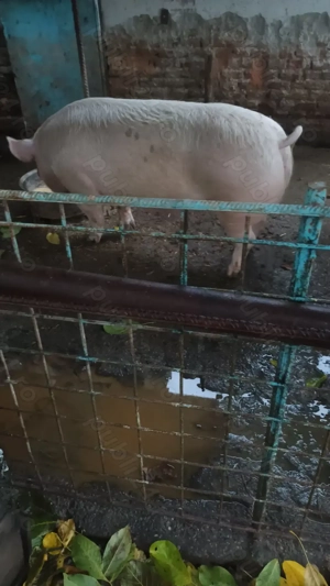 Vând porci crescuți natural - imagine 4