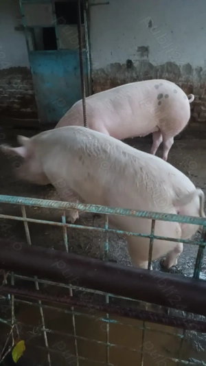 Vând porci crescuți natural - imagine 3