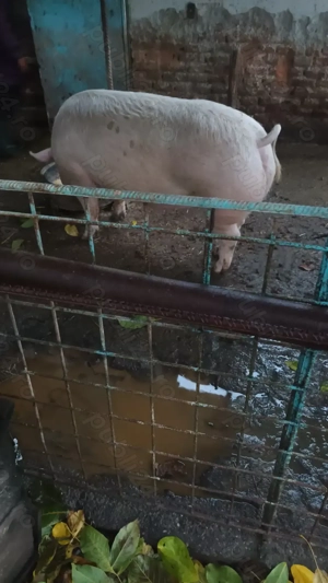 Vând porci crescuți natural - imagine 2