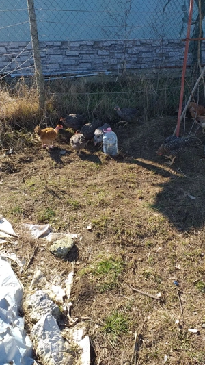 Vand gaini de tara crescute bio. - imagine 3