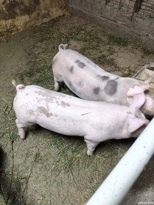  porci si berbec de vazare 4 pucele si un baiat vand tot 