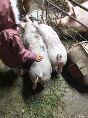  porci si berbec de vazare 4 pucele si un baiat vand tot  - imagine 2