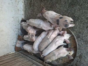 Vând purci, vârsta 4 luni 