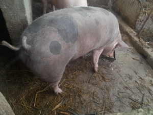 Porc de vânzare! 