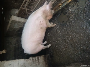 vand purcea - imagine 2