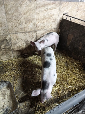  porci si berbec de vazare 4 pucele si un baiat vand tot  - imagine 3