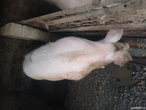 vand purcea - imagine 4