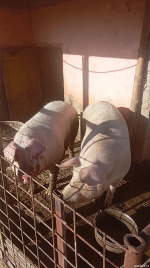 vând unul din 2 la alegere au peste 200 kg 
