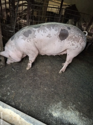 De vânzare.  - imagine 2