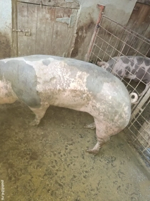 De vânzare.  - imagine 4