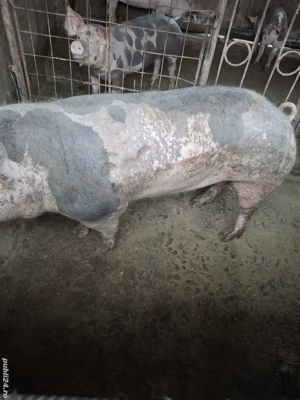 De vânzare.  - imagine 3